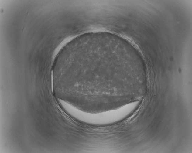 X0000070251175200606301618