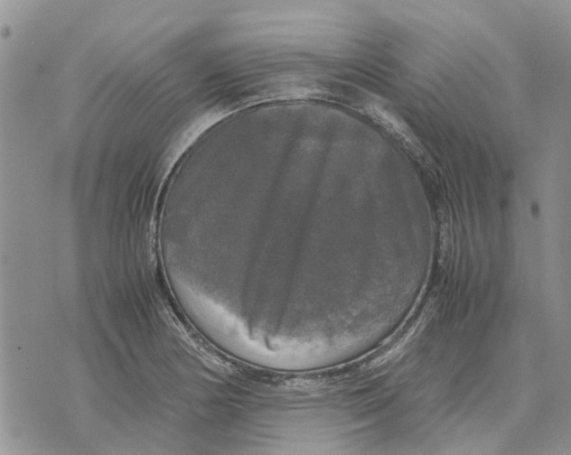 X0000070251178200606301618