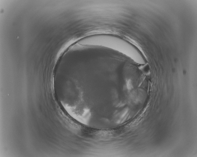 X0000070251179200606301618