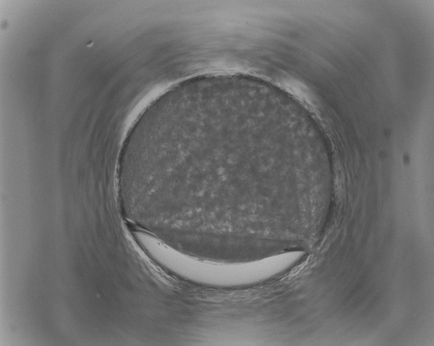 X0000070251183200606301618