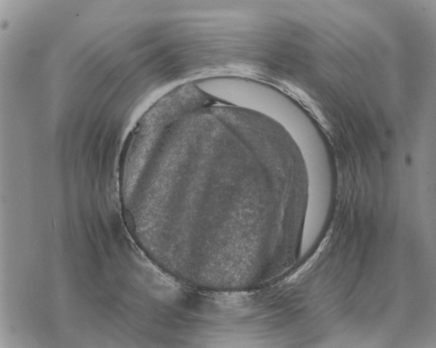 X0000070251184200606301618