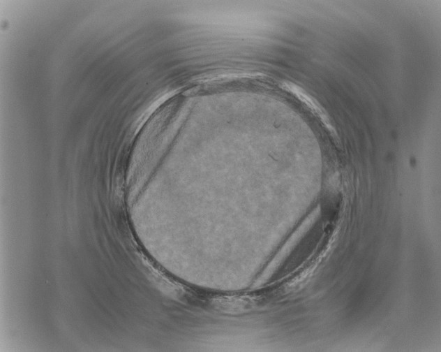 X0000070251185200606301618