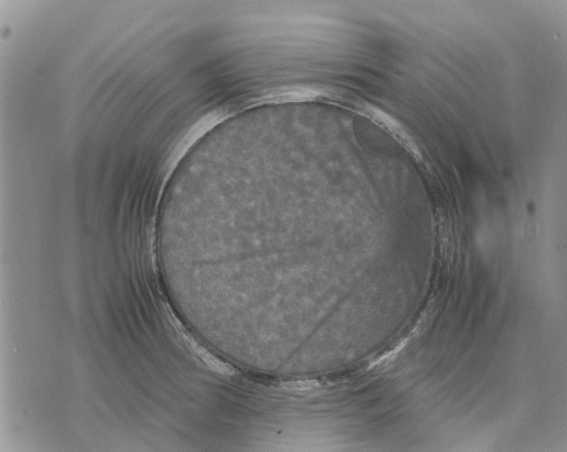 X0000070251186200606301618