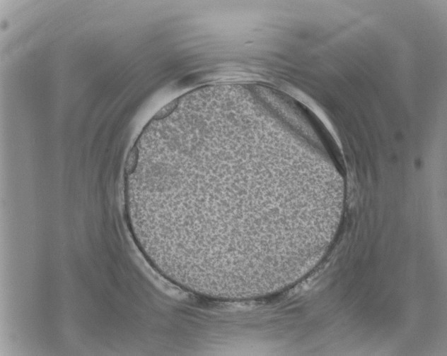 X0000070251195200606301618