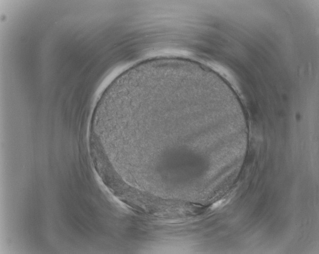 X0000070251199200606301618