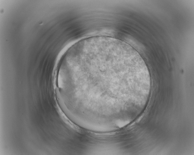 X0000070251200200606301618