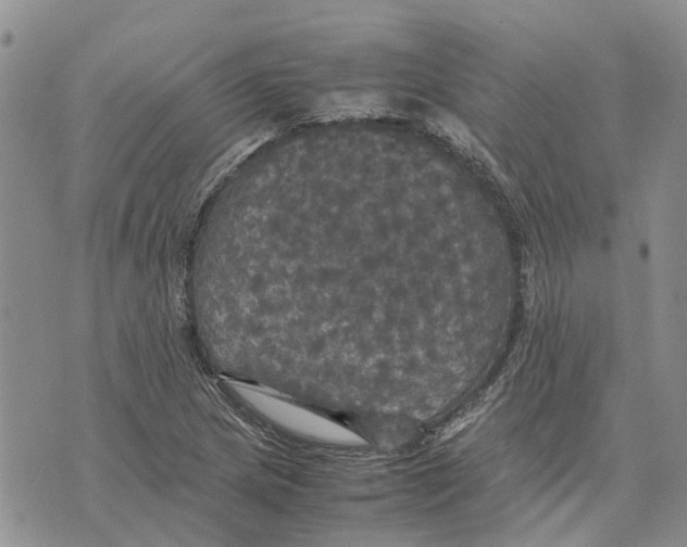 X0000070251217200606301617