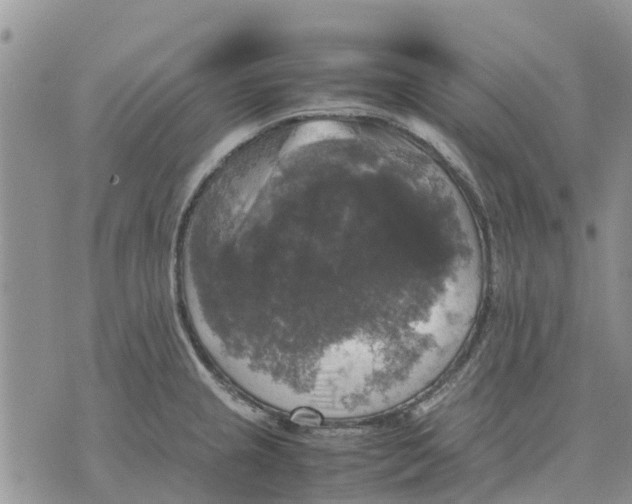 X0000070251237200606301618