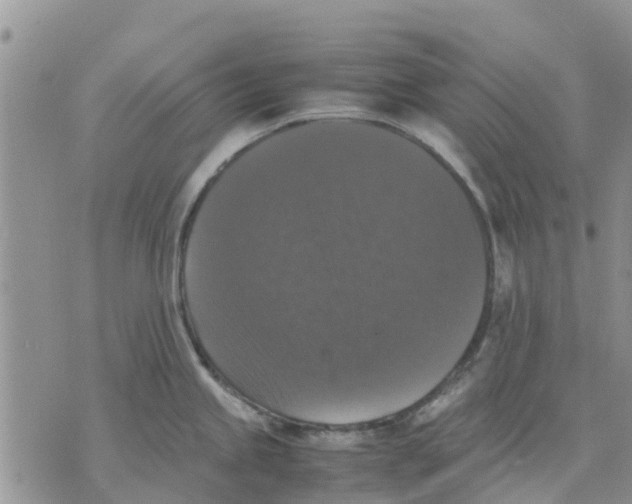 X0000070251245200606301618