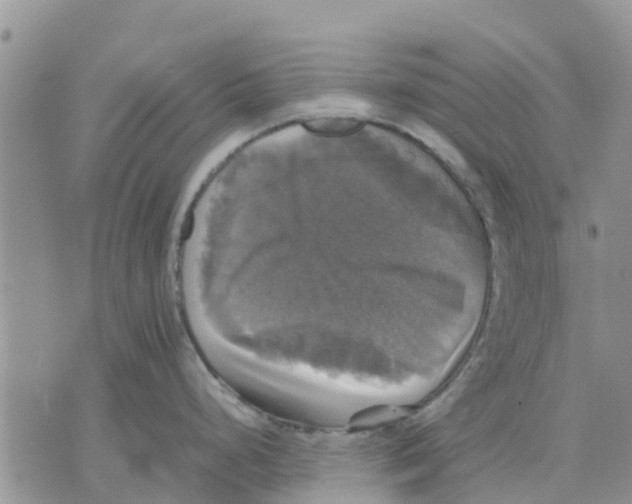 X0000070251248200606301618