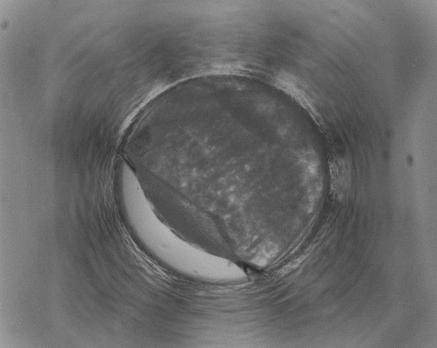 X0000070251260200606301617