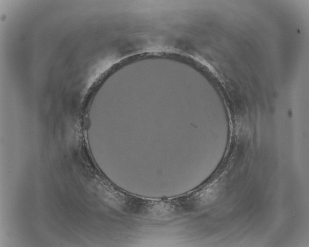 X0000070251263200606301617