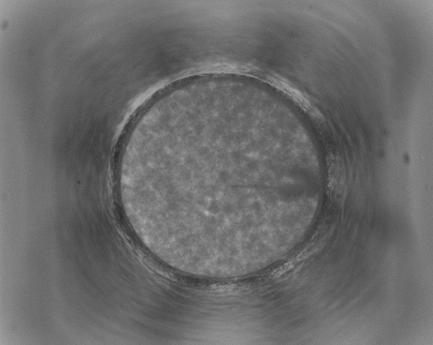 X0000070251264200606301617