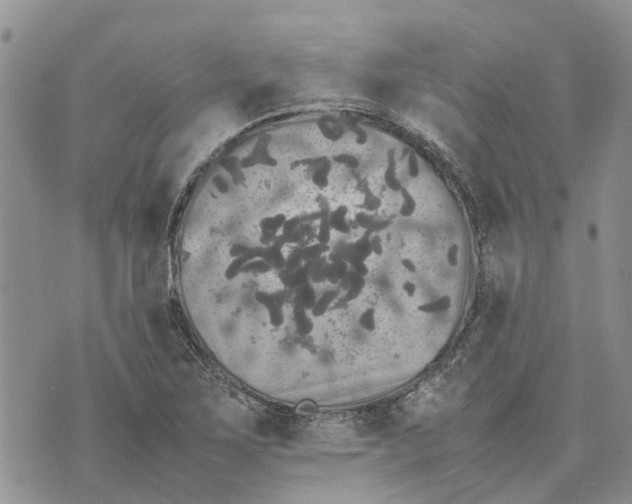 X0000070251267200606301617