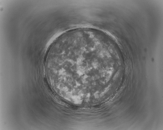 X0000070251271200606301617