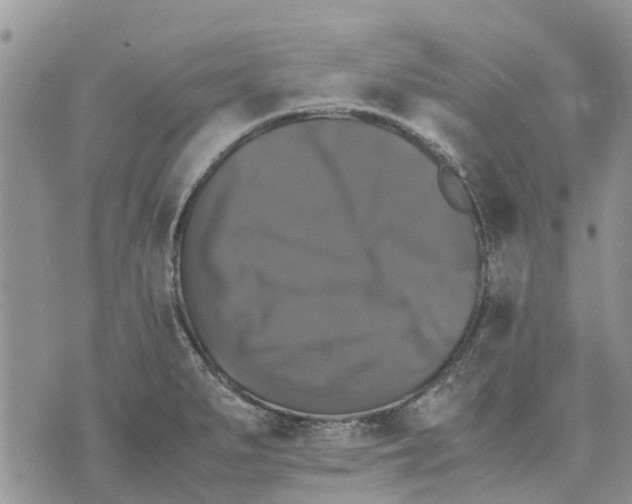 X0000070251279200606301617