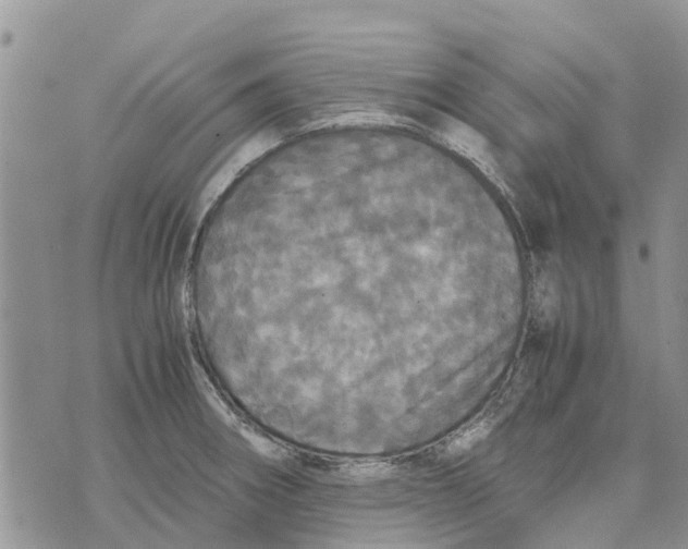 X0000070251282200606301616