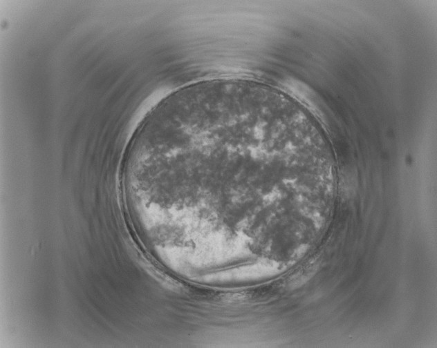 X0000070251283200606301616