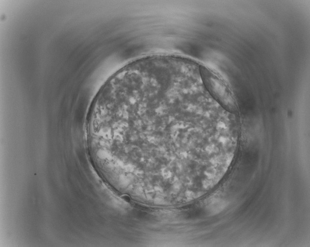 X0000070251287200606301616