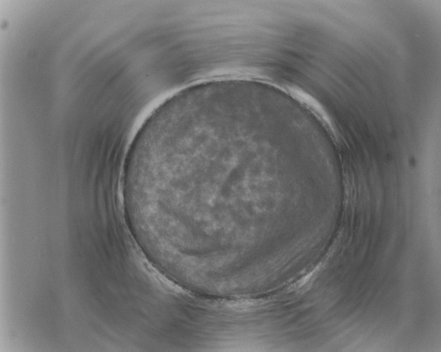 X0000070251288200606301616