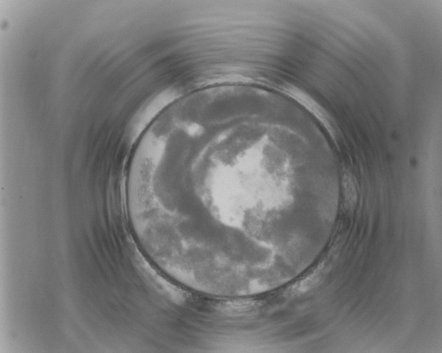 X0000070251290200606301616