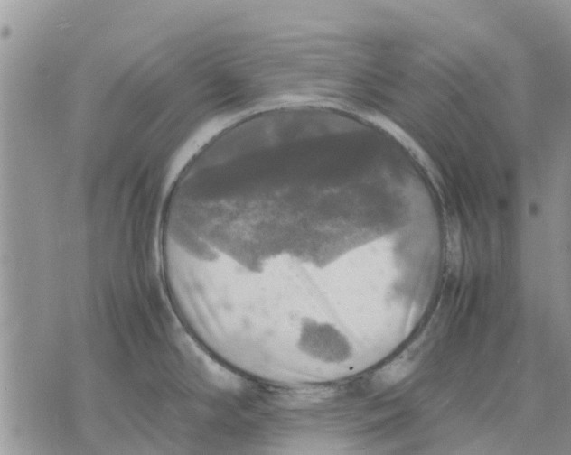 X0000070251294200606301616