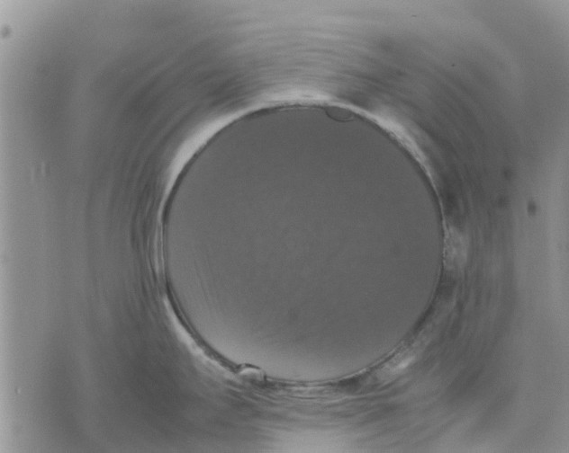 X0000070251295200606301616