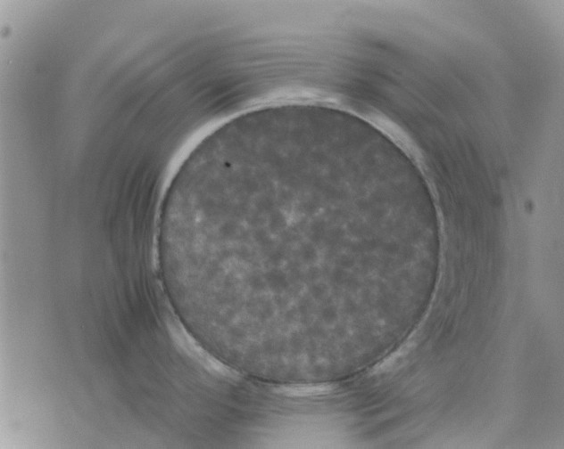 X0000070251296200606301616