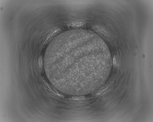 X0000070251299200606301616