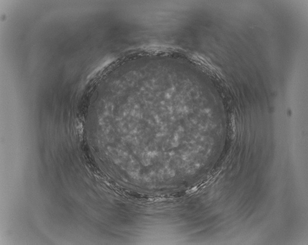 X0000070251302200606301616