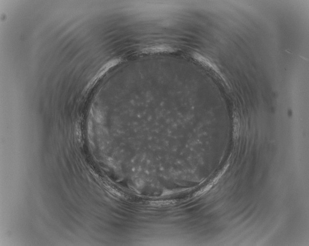 X0000070251305200606301616