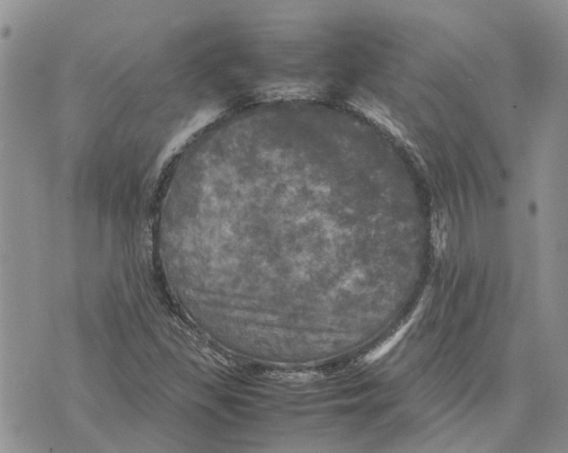 X0000070251309200606301616