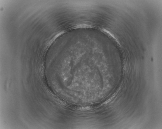 X0000070251313200606301616