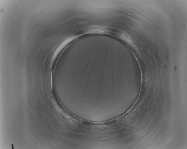 X0000070251323200606301616