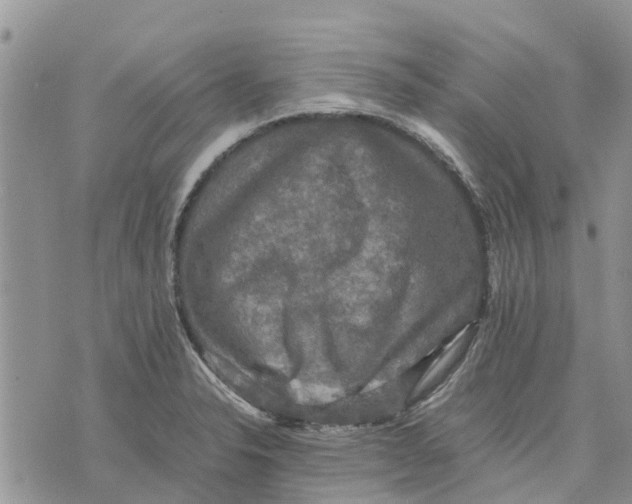 X0000070251326200606301616