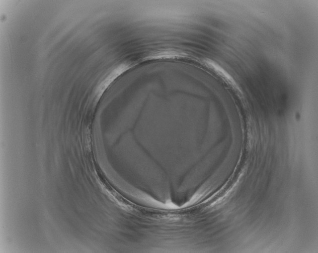 X0000070251329200606301616