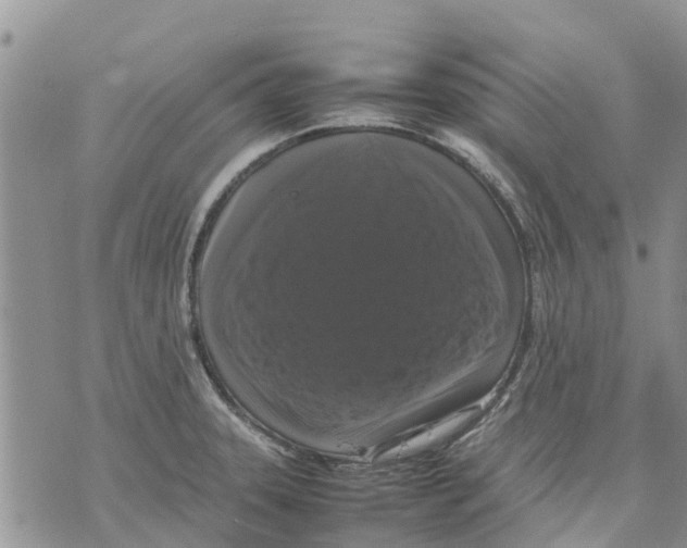 X0000070251331200606301616