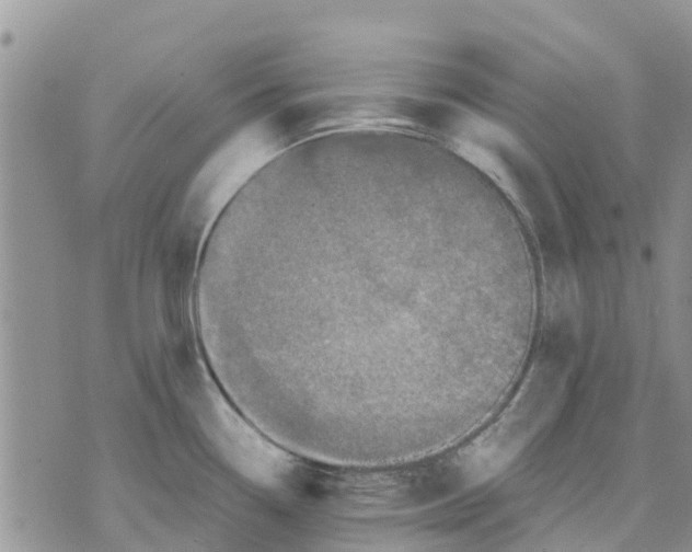 X0000070251338200606301616