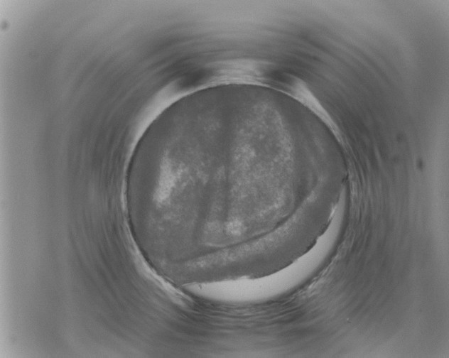 X0000070251339200606301616