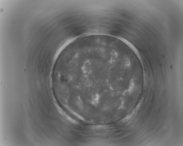 X0000070251341200606301616