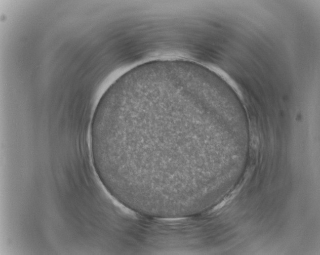 X0000070251343200606301616