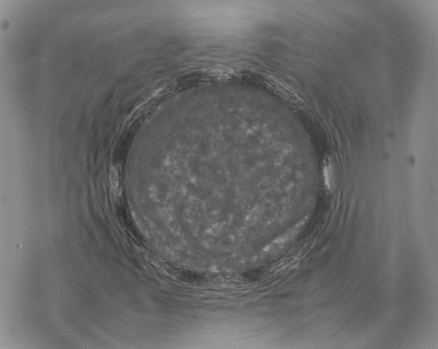 X0000070251347200606301615