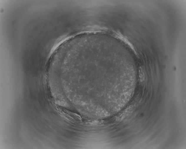 X0000070251352200606301615