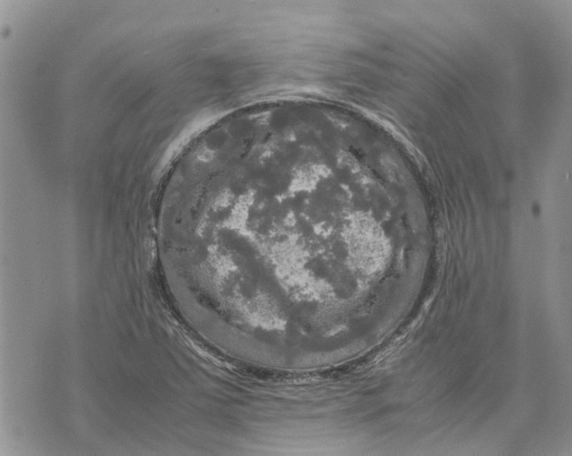 X0000070251363200606301615