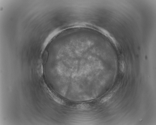 X0000070251368200606301615