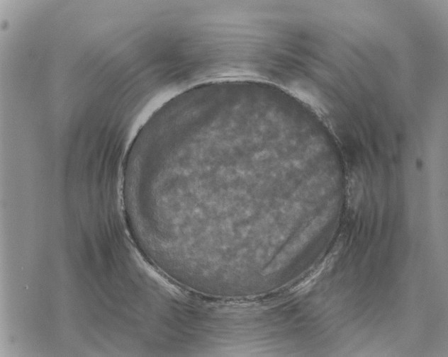 X0000070251374200606301615