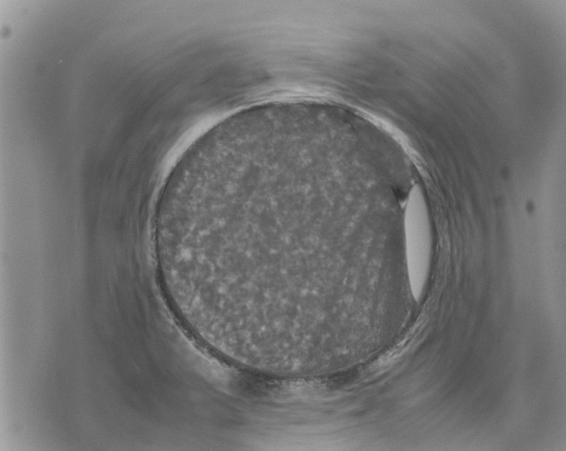 X0000070251375200606301615