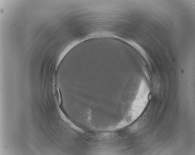 X0000070251390200606301615