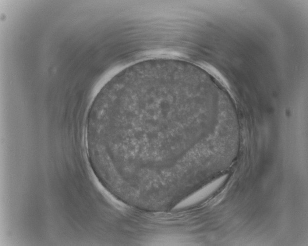 X0000070251391200606301615