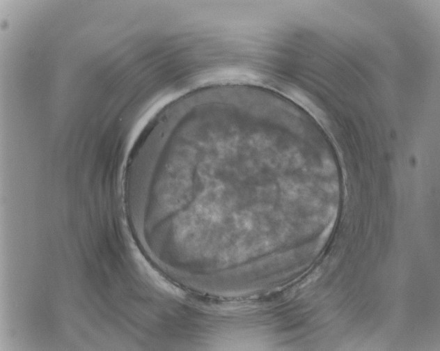 X0000070251392200606301615